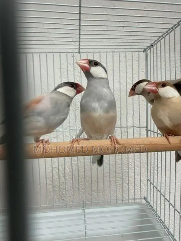 Java bird