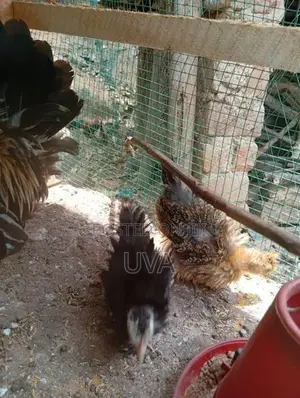 Farm chicks