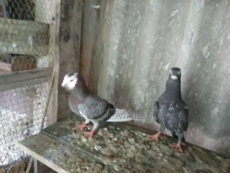 Pigeon