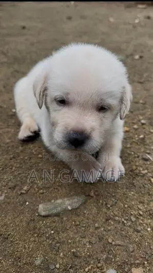Labrador Puppies
