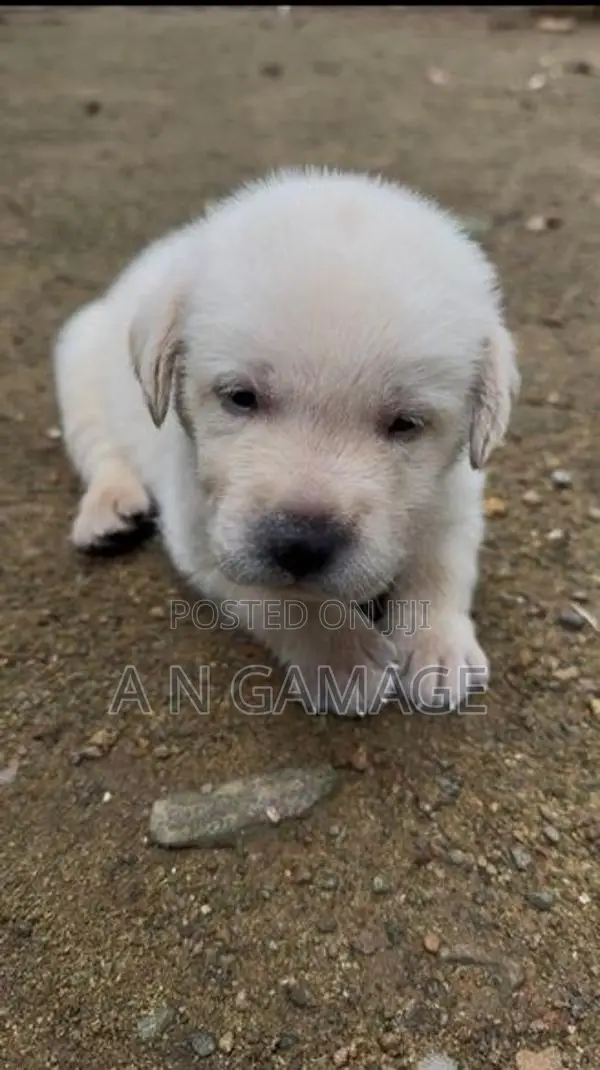Labrador Puppies