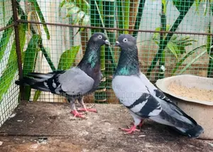 Pigeon