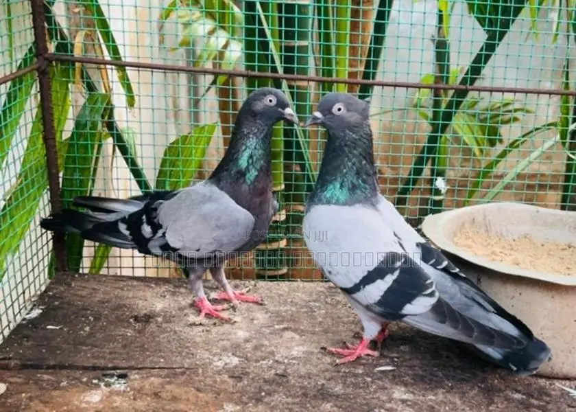 Pigeon