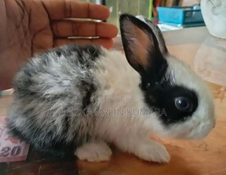 Rabbit