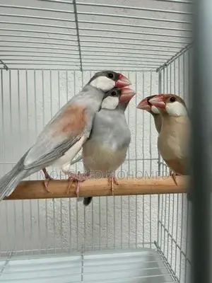 Java bird