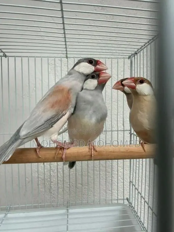Java bird