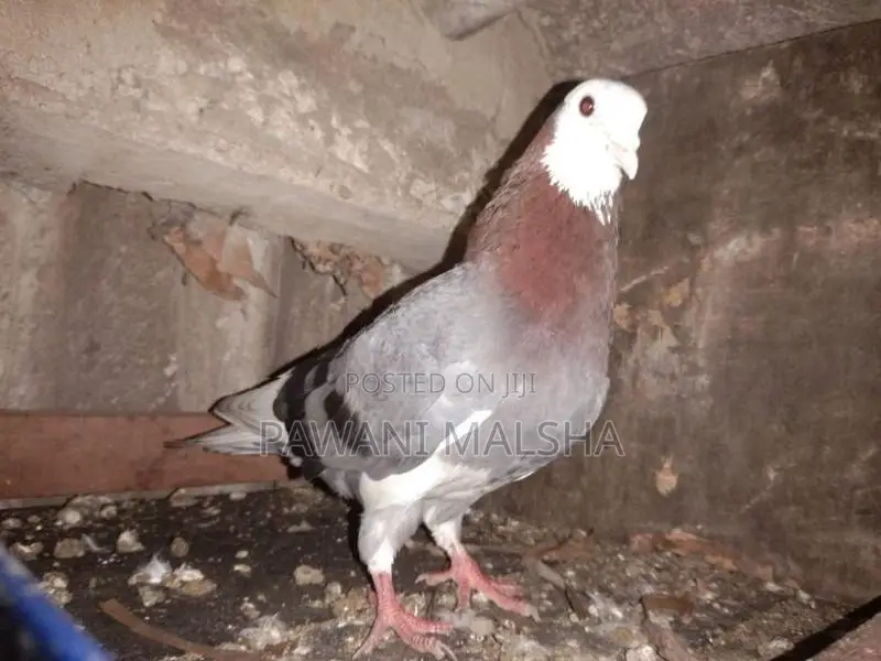 Pigeon