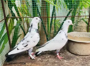 Pigeon
