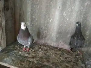 Pigeon
