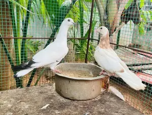 Pigeon