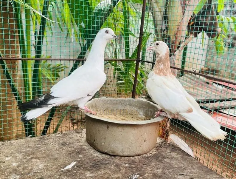 Pigeon