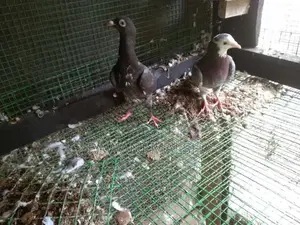 Pigeon