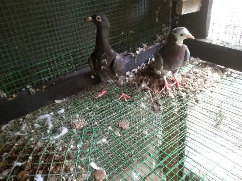 Pigeon