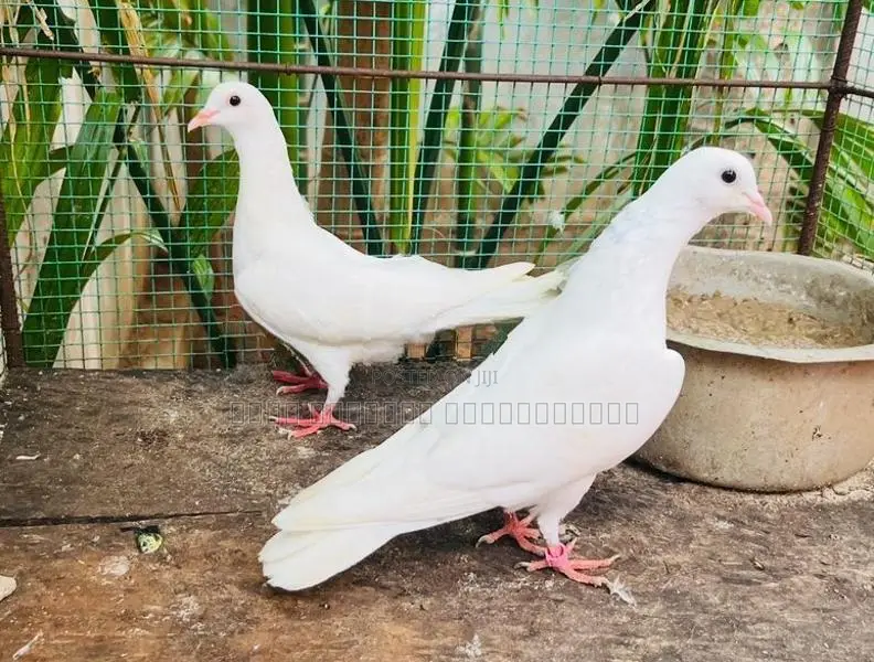 Pigeon