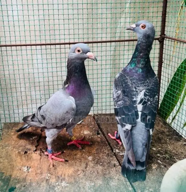 Pigeon