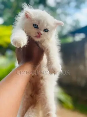 Persian Cat