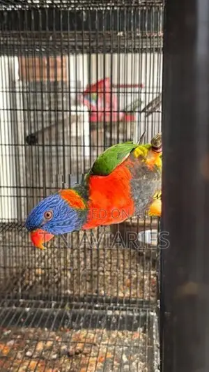 Australian Rainbow Lori