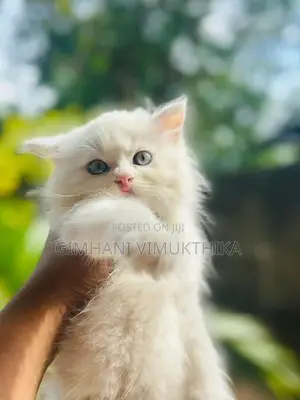 Persian Cat
