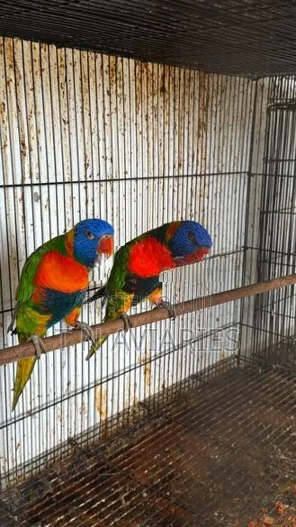Australian Rainbow Lori