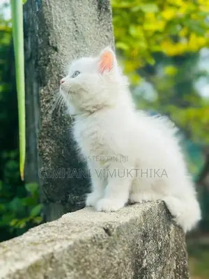 Persian Cat