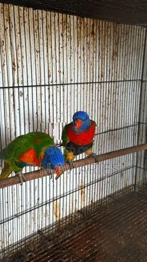Australian Rainbow Lori