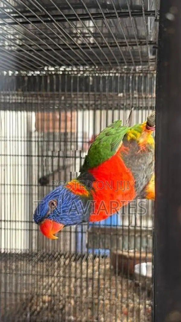 Australian Rainbow Lori