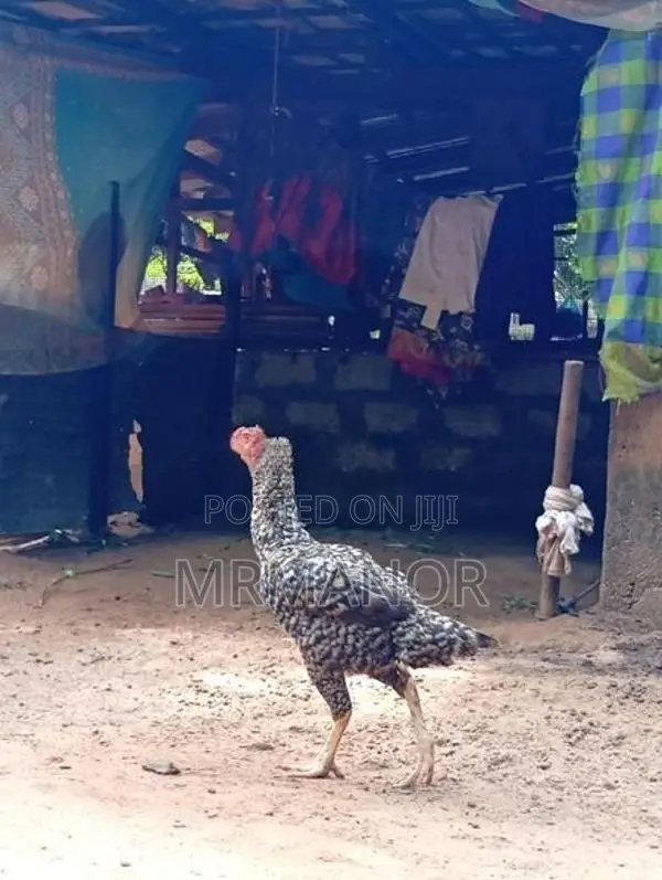 Velladiyan Rooster