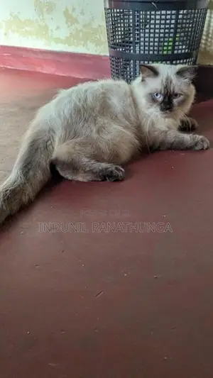 Persian Male Cat