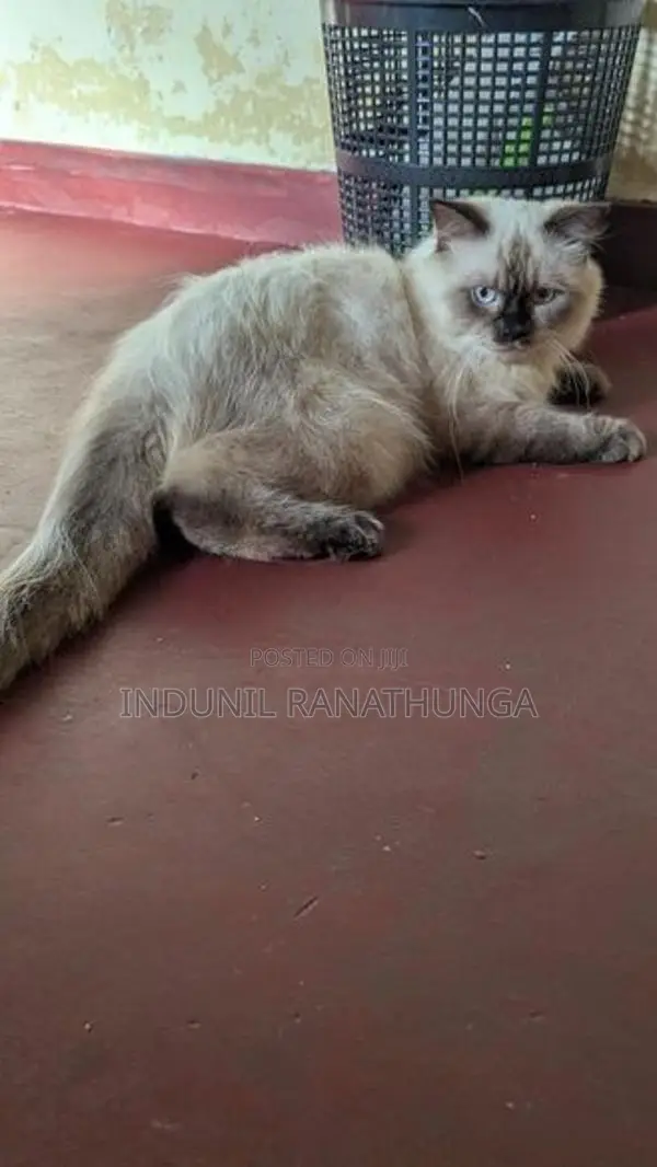 Persian Male Cat