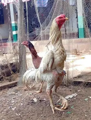 Velladiyan Rooster
