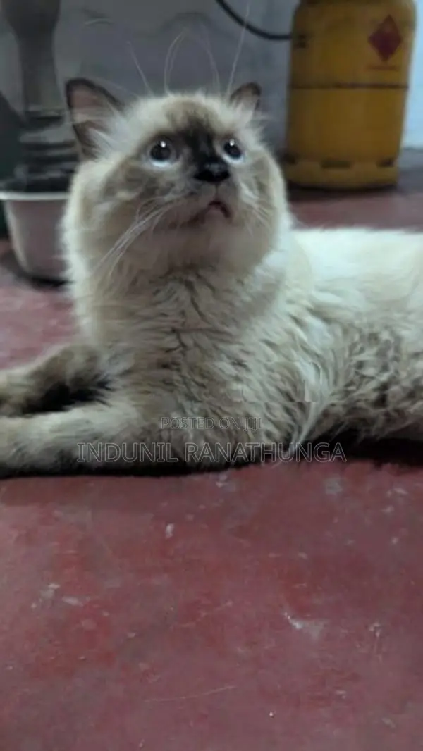 Persian Male Cat