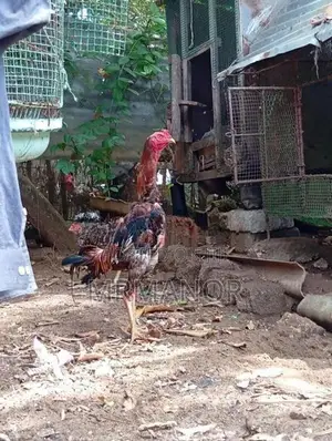 Velladiyan Rooster