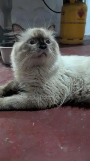 Persian Male Cat