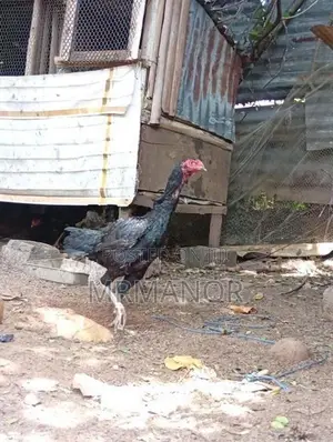 Velladiyan Rooster