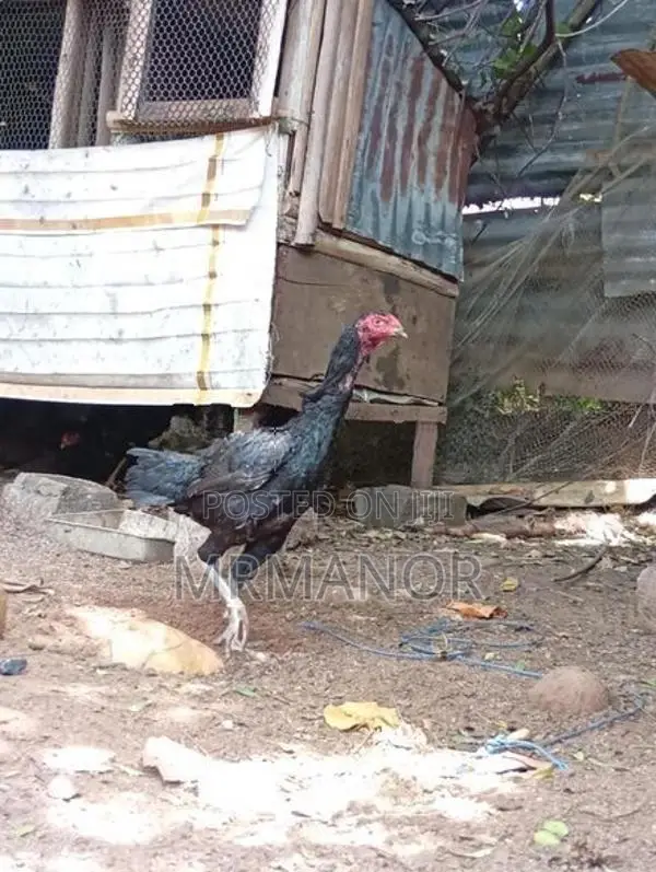 Velladiyan Rooster