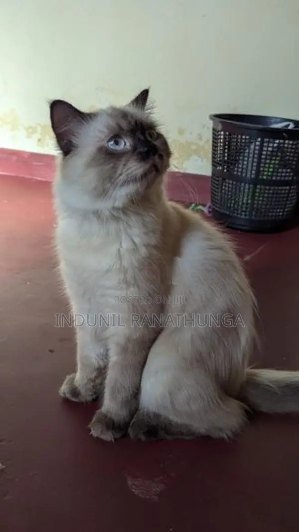 Persian Male Cat