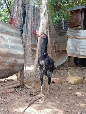 Velladiyan Rooster