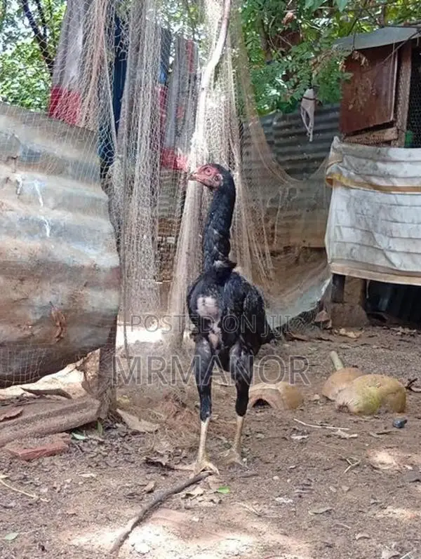 Velladiyan Rooster