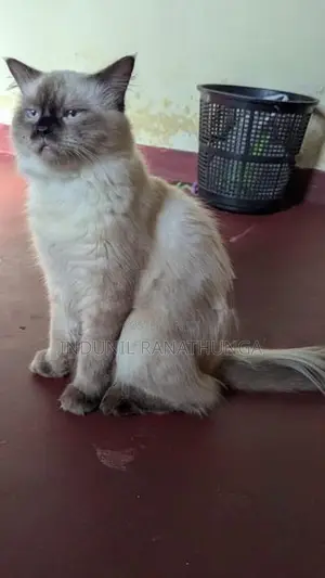 Persian Male Cat