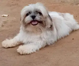 Shih Tzu Puppy