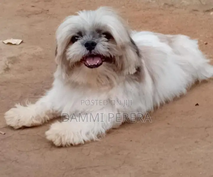 Shih Tzu Puppy