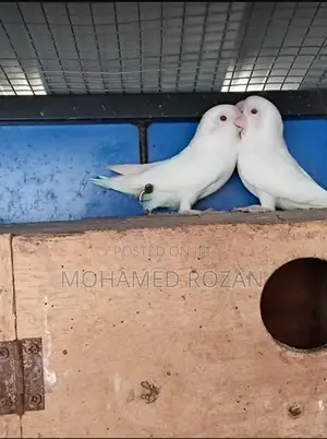 Albino African Bird