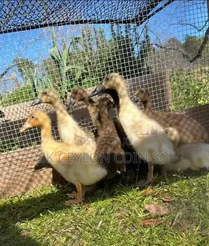 Ducklings