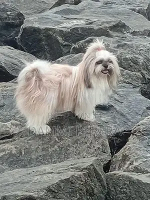 Shih Tzu Puppy