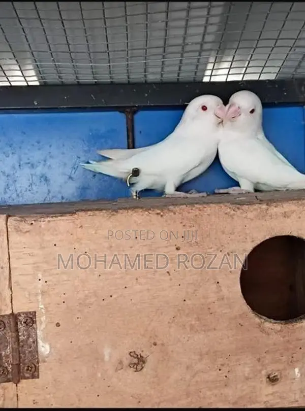 Albino African Bird