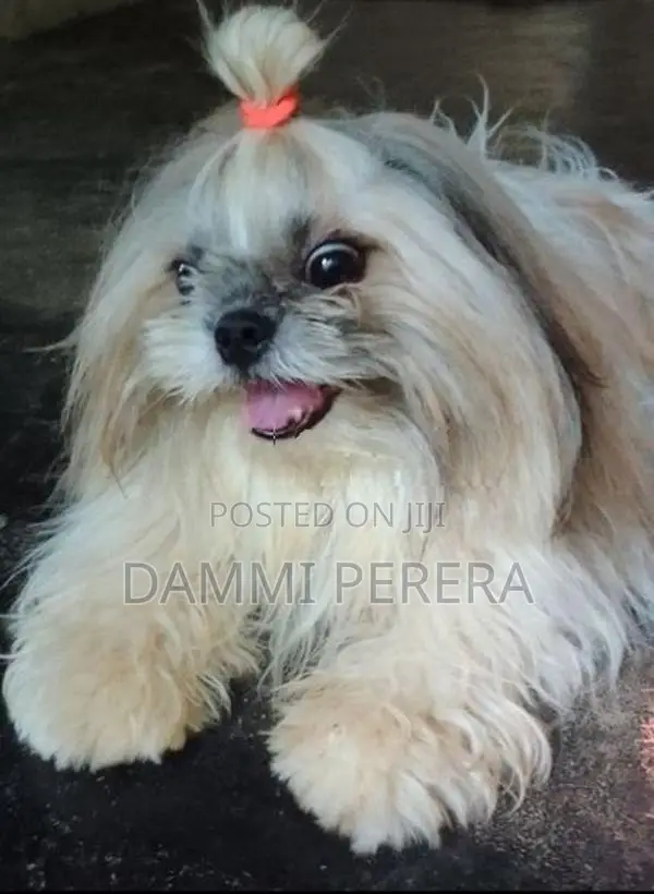 Shih Tzu Puppy