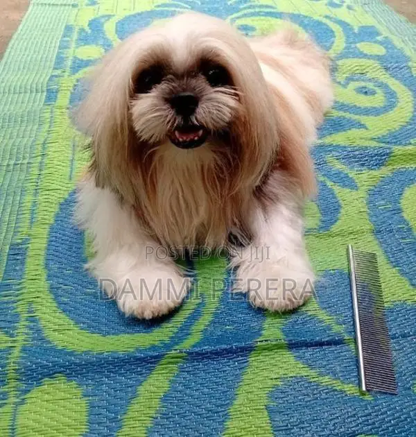 Shih Tzu Puppy