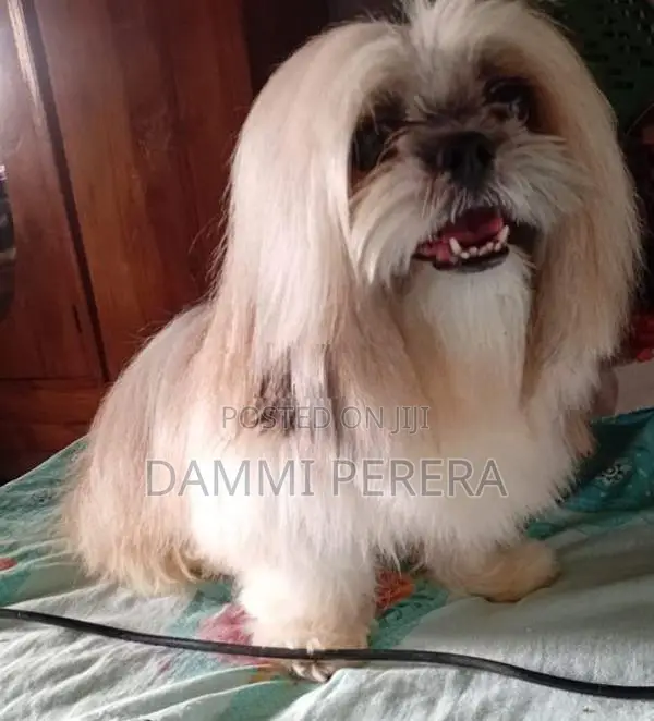 Shih Tzu Puppy