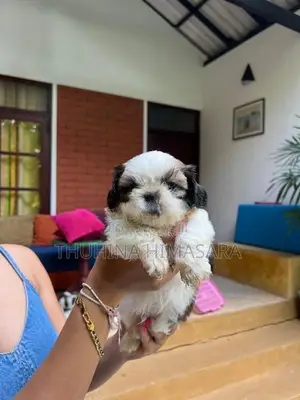 Shihtzu Puppies