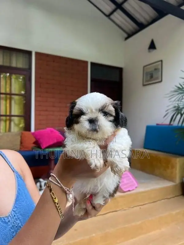 Shihtzu Puppies